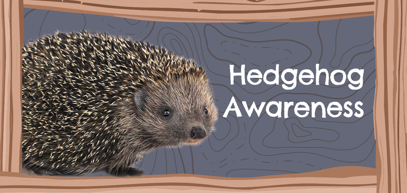 hedgehog awareness