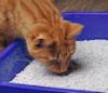 cat sniffing a litter box